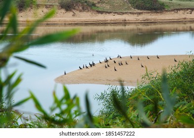 A Flock Of Cormorants By The River In Souss Massa National Park In South Morocco