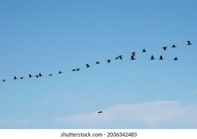 Flock Of Cormorants In Flight. Large Group Of Birds In Flight. Blue Sky In The Background.