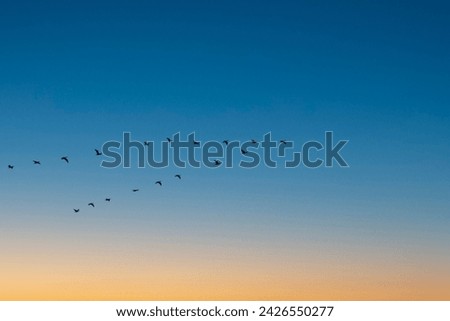Flock of Cormorants (Phalacrocorax carbo) flying in the sunset sky. Cormorants in V formation in silhouette against sky. Bird, animal idea concept. Ornithology. Horizontal photo. No people, nobody.