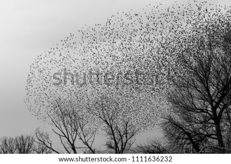 Similar – Sternenregen auf Asphalt