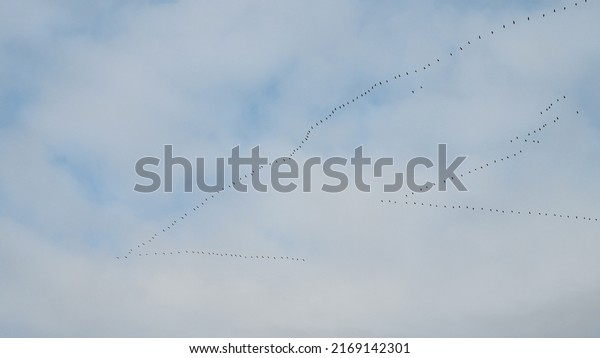 Flock of Cranes in flight\
formation during migration in autumn. Group of birds flying to the\
south. Wildlife of Europe. Common cranes or Eurasian crane (Grus\
grus)