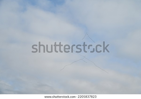 Flock of Cranes in flight\
formation during migration in autumn. Group of birds flying to the\
south. Wildlife of Europe. Common cranes or Eurasian crane (Grus\
grus)