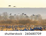 Flock of cranes flying over fields at spring