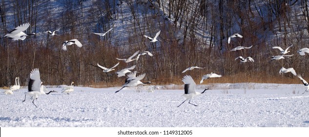 Flock of cranes and geese flying - Shutterstock ID 1149312005