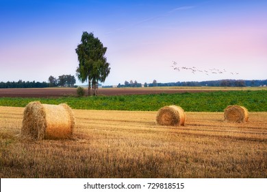 Flock Of Cranes Over Field Of Stubble. August Countryside Landscape. Masuria, Poland.