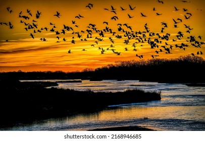A flock of cranes in the sky at sunset. Cranes in sunset sky. Crane flock in sunset sky. Birds in sky at sunset