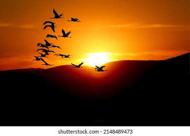 A flock of cranes in the sky at sunset. A flock of migratory birds. wedge of cranes - Shutterstock ID 2148489473