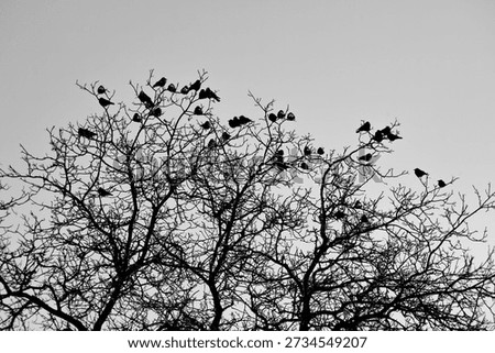 A flock of craws on a walnut tree in winter