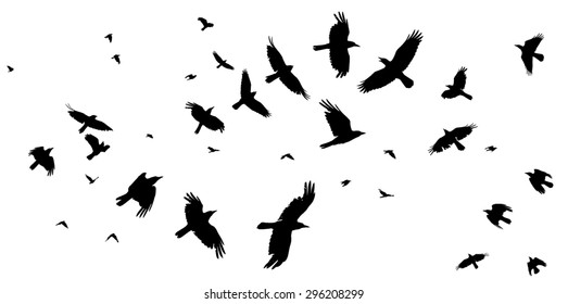 A flock of crow silhouette on a white background