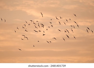 flock of crows with the backdrop of the sunset sky, Netherlands