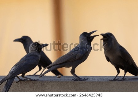 a flock of crows, black crows