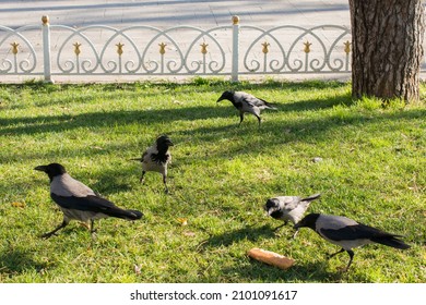 A flock of crows eating bread crumbs from the grass in the park