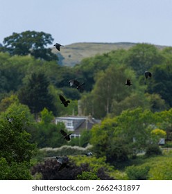 A flock of crows flying