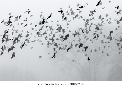 A flock of crows flying above the field into the mist. 