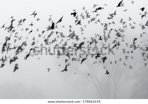 flock of crows meaning