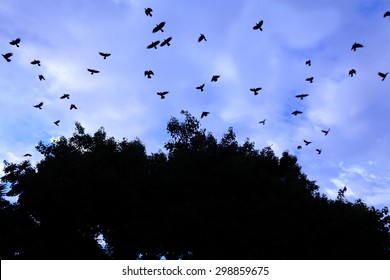 A flock of crows flying away from the silhouette of a tree on  sunset sky.