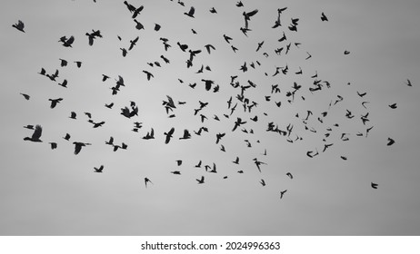 flock of crows flying in the gray sky. Ravens in the dark grey sky. Black plumage birds dark silhouettes isolated on the light background. Harbingers of war, plague and death omens - Shutterstock ID 2024996363