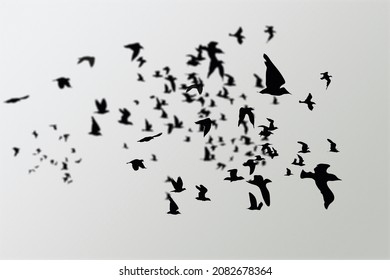 flock of crows flying in the gray sky. Ravens in the dark sky. - Powered by Shutterstock