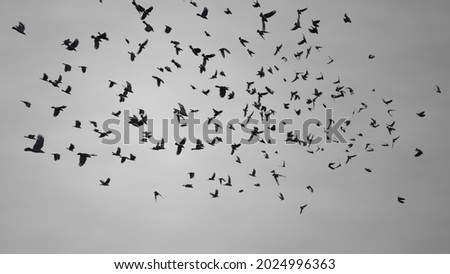 flock of crows flying in the gray sky. Ravens in the dark grey sky. Black plumage birds dark silhouettes isolated on the light background. Harbingers of war, plague and death omens