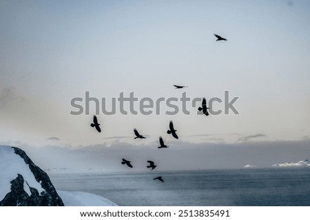 Flock of crows flying in the sky over Greenland