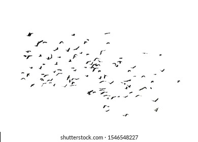 Flock of crows flying in the white background