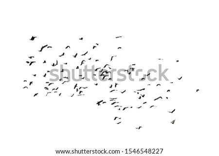 Flock of crows flying in the white background