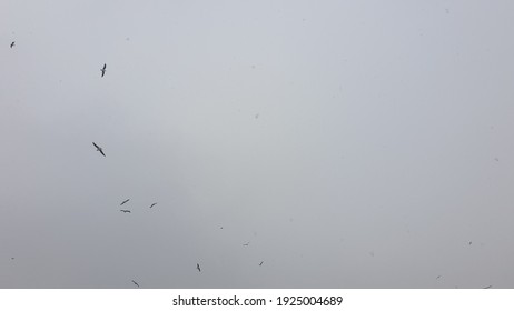 Flock of crows in gray city smog in Zenica, Bosnia and Herzegovina