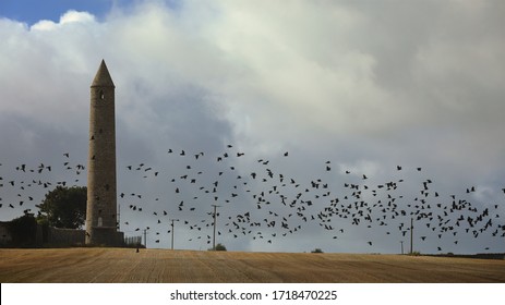 A flock of crows pass over the fields surrounding Rattoo Round Tower, Ballyduff, Co. Kerry, Ireland.
