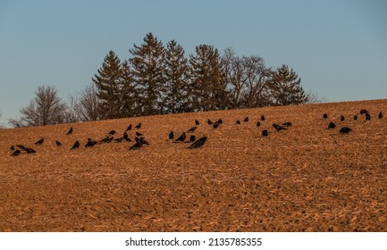 A flock of crows picking on the field
