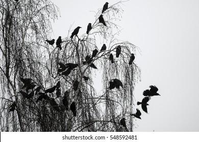 A flock of crows sitting on the tree. 