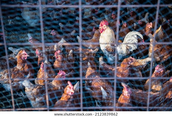 A flock of cull hens and a rooster are pent up to\
protect them from avian influenza. Cage bars out of focus in the\
foreground of the image. A white cockerel is in focus amidst\
numerous brown hens.