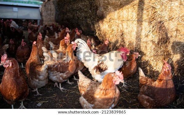 A\
flock of cull hens and a rooster are pent up to protect them from\
avian influenza. They are walking on brown earth. Next to them the\
shadows of cage bars can be seen on some straw bales.\
