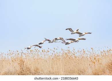 Flock of Dalmatian Pelican flying in the reeds in the delta of Volga River (near Caspian sea, Astrakhan, Russia). The Dalmatian pelican (Pelecanus crispus) is the largest member of the pelican family.