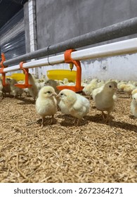 Flock of Day old Chick inside hen house in one of farm in Vietnam