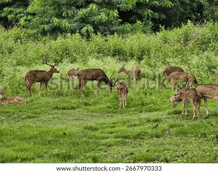 Flock of deer in the wild