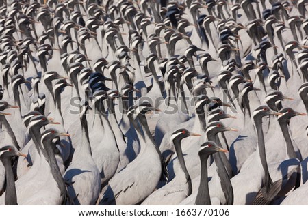 A flock of Demoiselle cranes, Khichan, IndiaA flock of