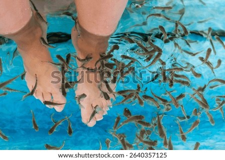 Flock of Doctor fish cleaning feet in a spa. Garra rufa or red garra fish