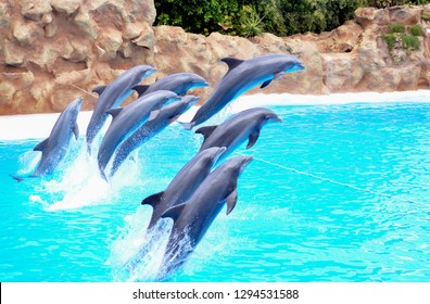 a flock of dolphins jump out of the water. dolphins show in the pool. eight dolphins jumping over the rope