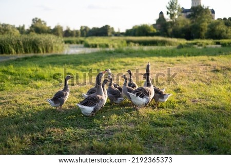 a flock of domestic geese Stockfoto © 