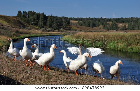 A flock of domestic geese in the Iren River near the hydrogen sulfide spring Manchibay takes healing baths. Sultry summer in the Western Urals.