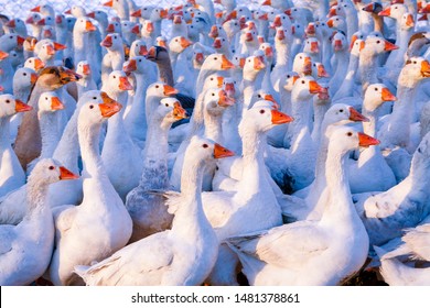 Flock Of Domestic Geese On A Farm