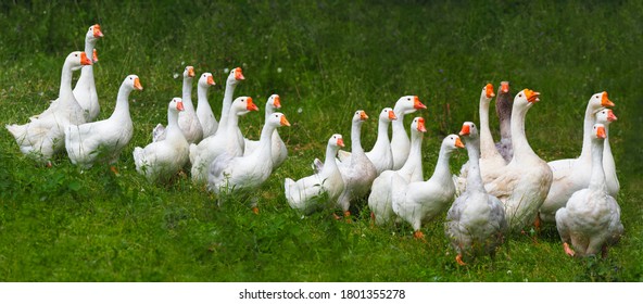 Flock of domestic geese on a green meadow. Summer green rural farm landscape. Geese in the grass, domestic bird, flock of geese, panoramic view