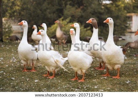 Flock of domestic geese on a green meadow. Geese in the grass, domestic bird, flock of geese, panoramic view.