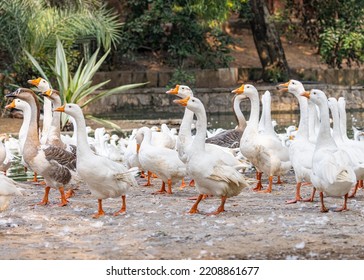 A Flock Of Domestic Goose Walking Near A Lake