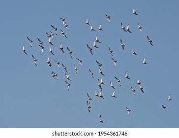 Columba Images, Stock Photos & Vectors | Shutterstock