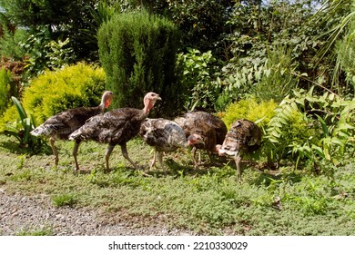 Flock Of Domesticated Gobblers Graze On A Green Backyard In The Countryside On A Summer Sunny Day. Farming.