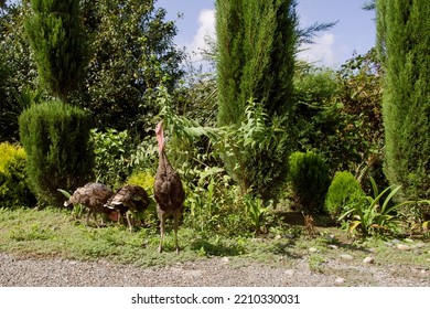 Flock Of Domesticated Gobblers Graze On A Green Backyard In The Countryside On A Summer Sunny Day. Farming.