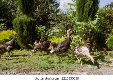 Flock Of Domesticated Gobblers Graze On A Green Backyard In The Countryside On A Summer Sunny Day. Farming.