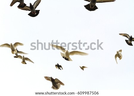 flock of doves flying in the forehead,light, mail delivery, peace on earth