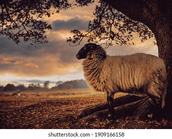 flock drenthe heath sheep grazing national park Dwingelerveld Ruinen netherlands - Shutterstock ID 1909166158